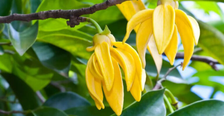 15 Flowers That Only Bloom at Night