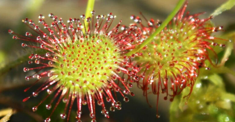 15 Mind-Blowing Facts About Carnivorous Plants You Won’t Believe!