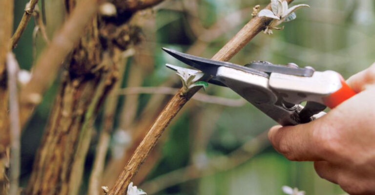 15 Must-Know Pruning Tips for Healthier, More Productive Plants