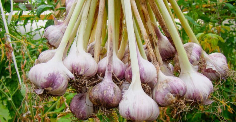 15 Plants That Actually Harm Your Cucumbers When Planted Nearby