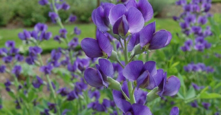 15 Plants That Attract Swallowtail Butterflies