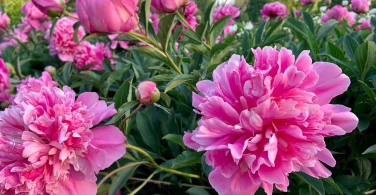 15 Plants You Should Never Fertilize with Coffee Grounds