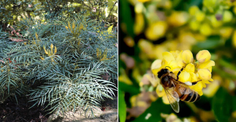 15 Reasons Gardeners Are Obsessed with Mahonia ‘Soft Caress’—And Why You Will Be Too