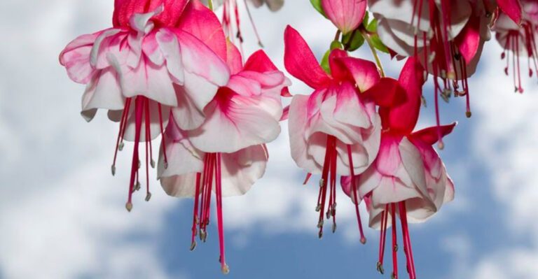 15 Secrets to Growing Stunning Fuchsia Plants That Flourish in the Shade
