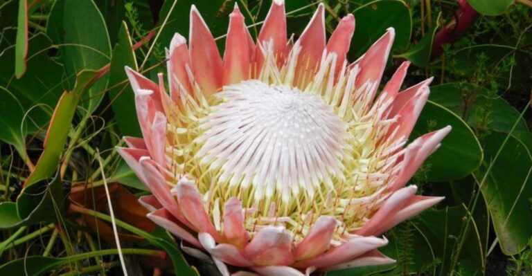 15 Stunning Big Blooms to Transform Your Garden into a Showstopper