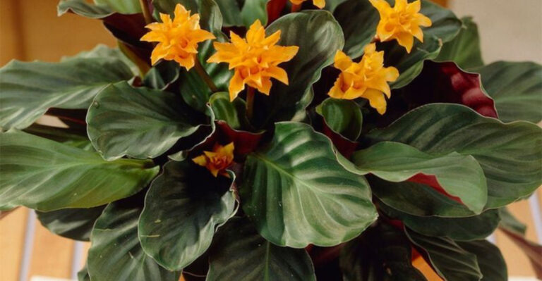 15 Stunning Calathea Varieties That Will Transform Your Home – And How to Keep Them Thriving!