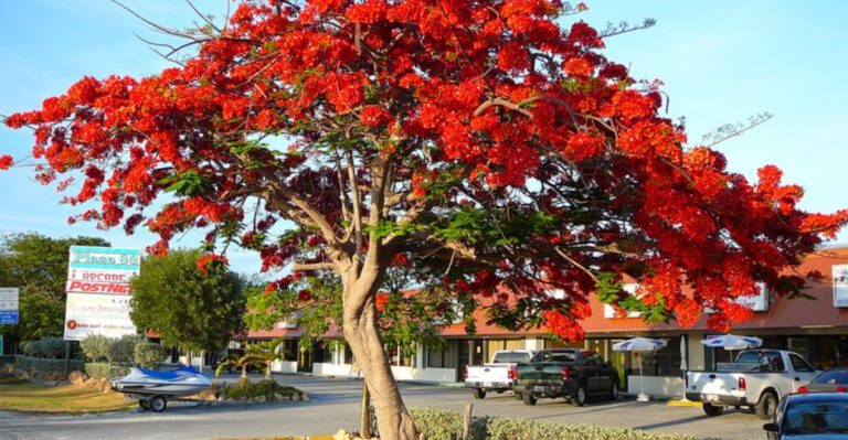 The Best Trees from South America: Shade, Beauty, and Sustainability