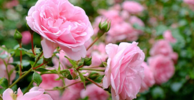 15 Trees and Shrubs You’ll Regret Not Pruning in February