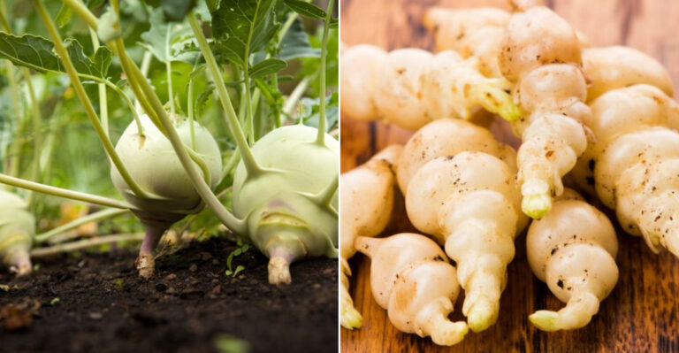 15 Vegetables That Only Grow in One Part of the World