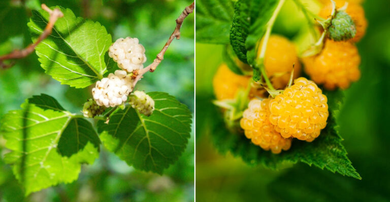 16 Unique Berry Bushes That Will Take Your Garden to the Next Level