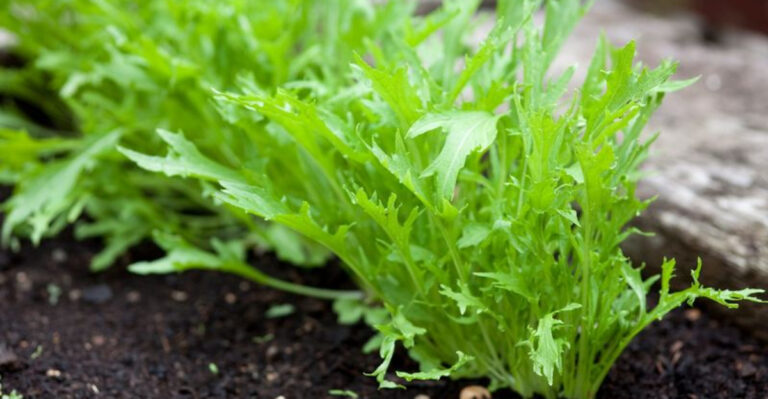 17 Delicious Salad Greens Perfect for Your Counter