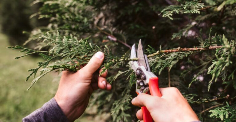 17 Pruning Mistakes to Avoid in February for Lush Spring Growth
