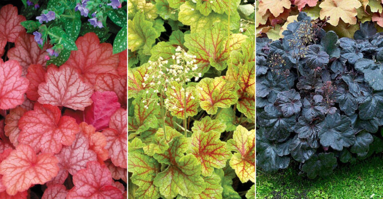 17 Stunning Heuchera Varieties That Will Breathe Life Into Your Shady Garden