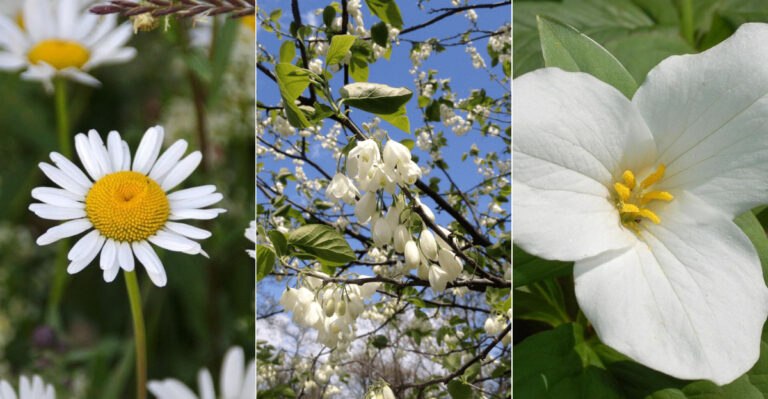 17 Stunning Native White Flowers That Make Your Garden Glow Like Magic