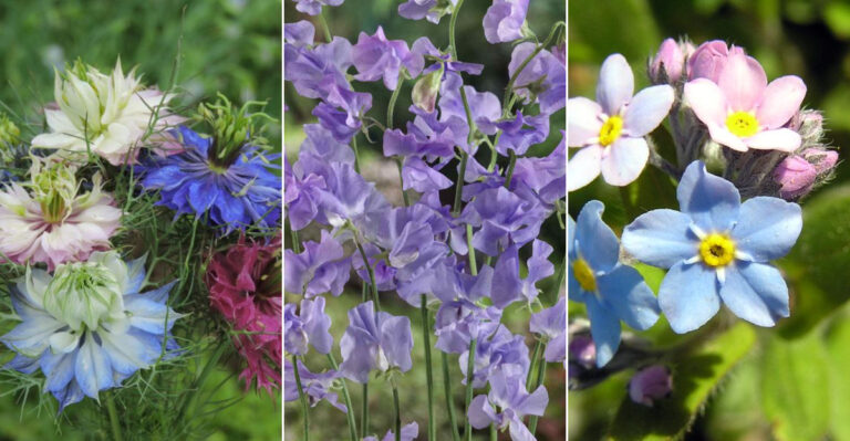 18 Timeless Garden Plants Your Great-Grandmother Loved—But Few Grow Today