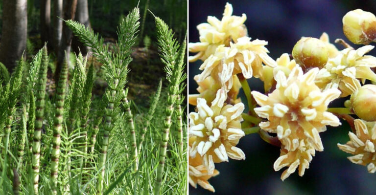 20 Ancient Plants That Have Barely Changed in Millions of Years