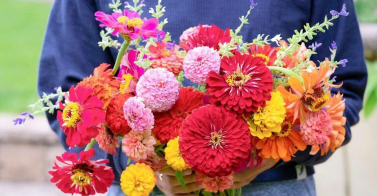 20 Beautiful Flowers to Start From Seed in February for Endless Fresh Bouquets