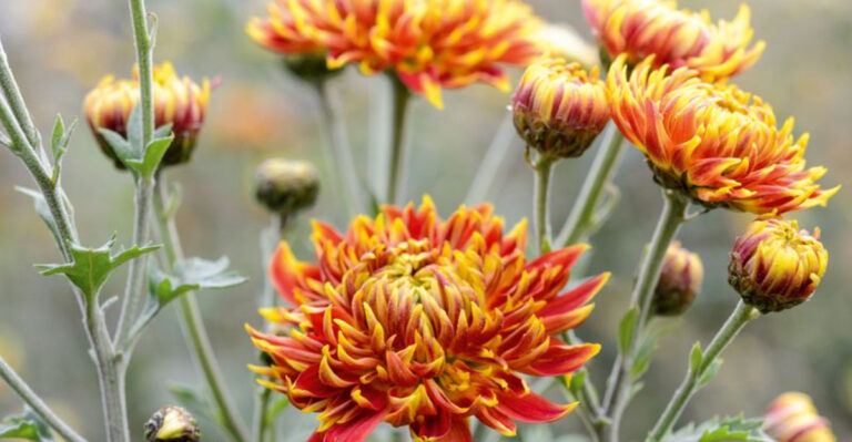 20 Bee-Repelling Plants for Your Patio