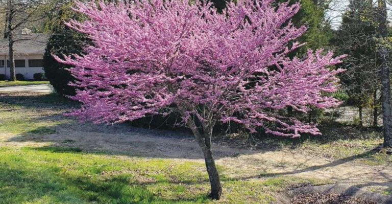 20 Best Trees to Plant in March Across America