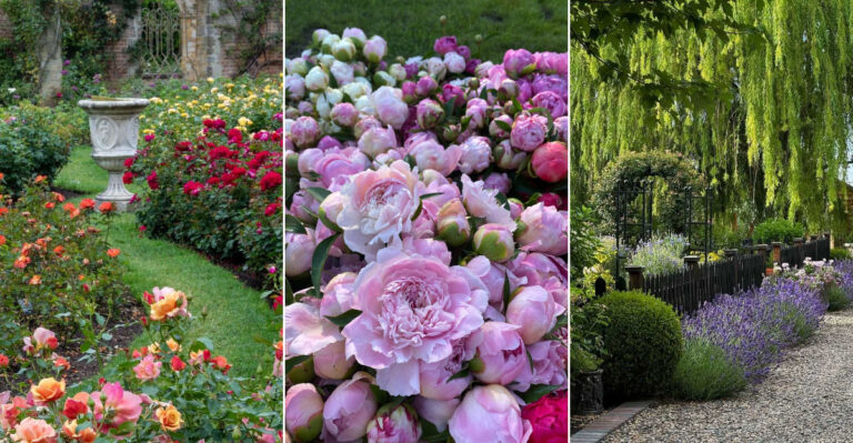 20 Flowers That Will Turn Your Garden Into a Romantic Paradise