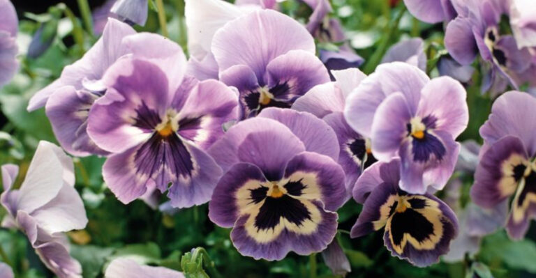 20 Frost-Friendly Blooms: What to Plant in Late Winter