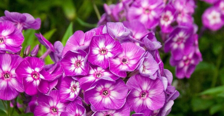 20 Perennial Flowers and Plants That Love a Spring Start