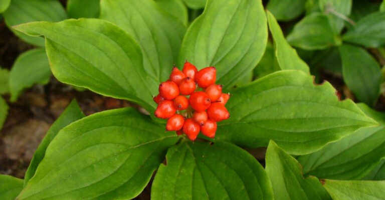 20 Spring Ephemeral Wildflowers Native to the Northeast