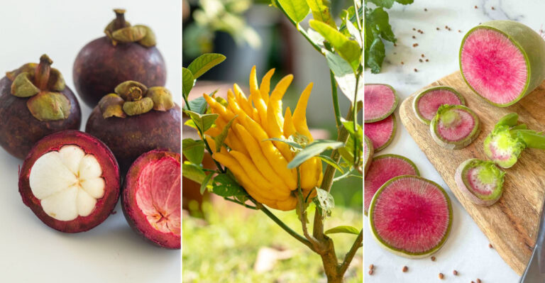 20 Unbelievable Fruits and Vegetables You Didn’t Know Existed