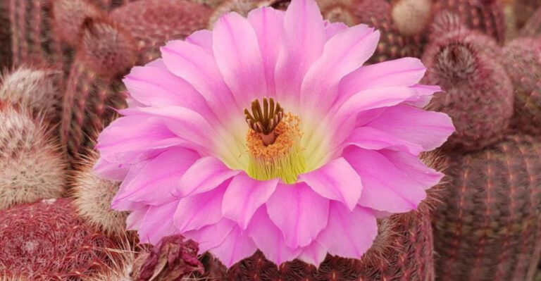 20 Unique Cacti That Thrive in the Harshest Deserts on Earth
