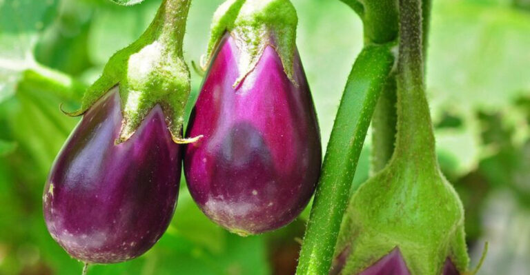 20 Vegetables You Should Never Winter Sow