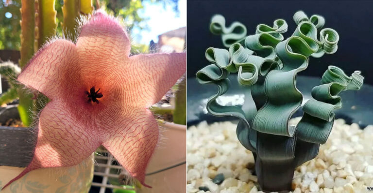 20 Weird Plants That Look Totally Alien