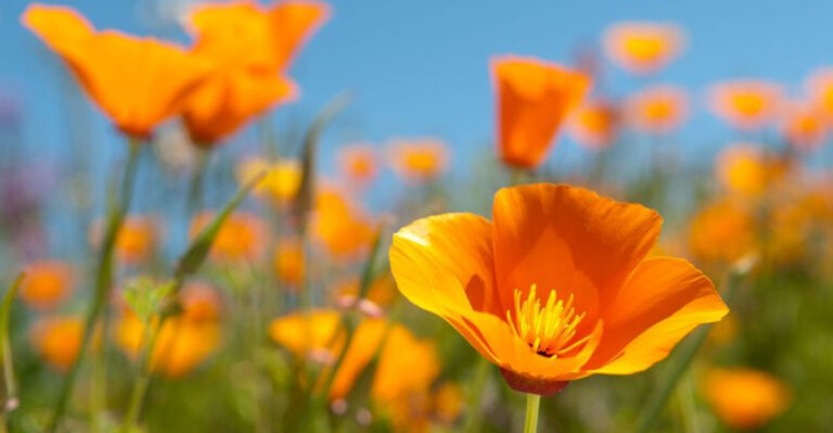 20 Wildflowers We’re Winter Sowing in February