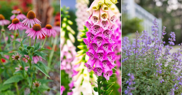 23 Beautiful Perennials That Will Attract Wildlife to Your Garden