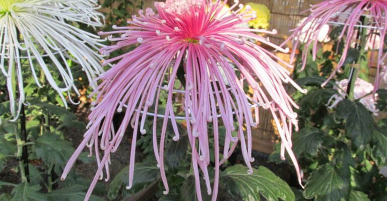24 Beautiful Japanese Plants to Bring Elegance and Zen Into Your Home