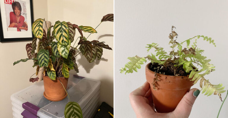 24 Plants That Struggle to Survive in Terracotta Pots