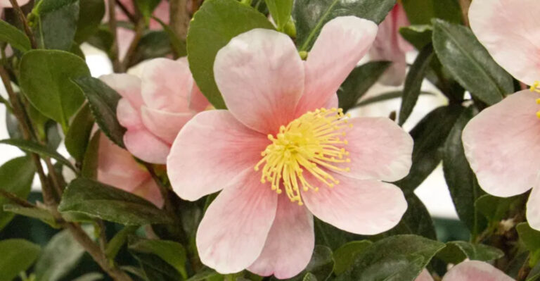 24 Stunning Pink Camellia Varieties for a Showstopping Garden