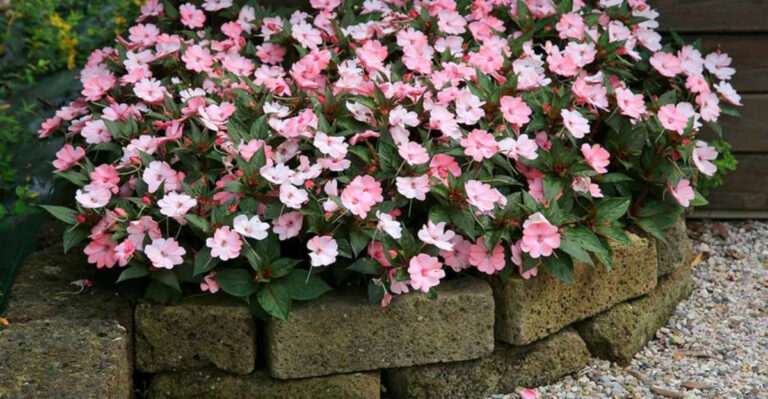 25 Best Flowers for Growing in Raised Beds