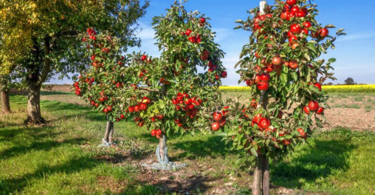 25 Fastest Fruit Producers You Can Grow at Home