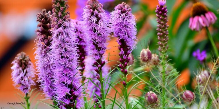 25 Perennial Companion Plants for Blazing Star Flowers