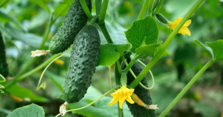 27 Best Companion Plants for Cucumbers to Boost Your Harvest
