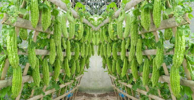 27 Vegetables That Thrive on a Trellis – And Why You’ll Wish You Grew Them Sooner