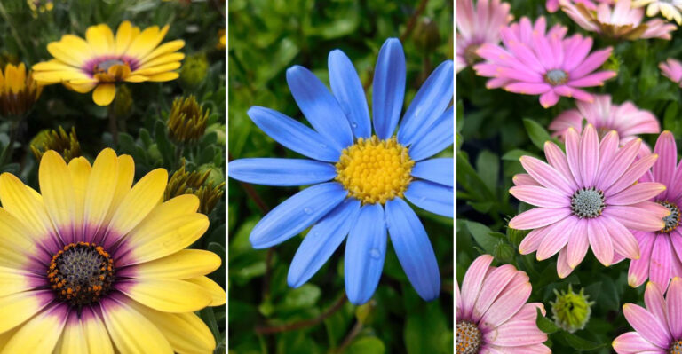 29 Beautiful Types of Daisies to Brighten Any Garden