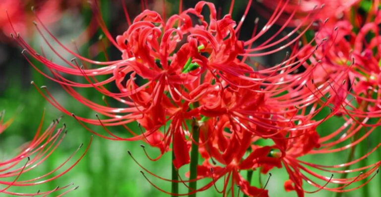 30 Flower Seeds We’re Most Excited to Plant in 2025