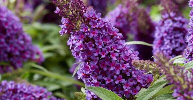 30 Pretty Plants That Are Actually Garden Monsters