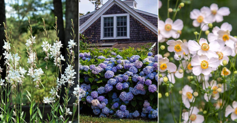 45 Stunning Perennials That Will Make Your Summer Garden Unforgettable