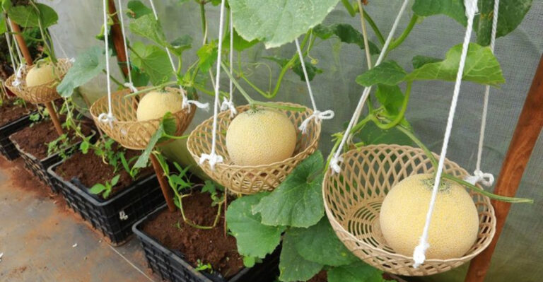 6 Unexpected Fruit Wall Displays That Brighten Any Balcony