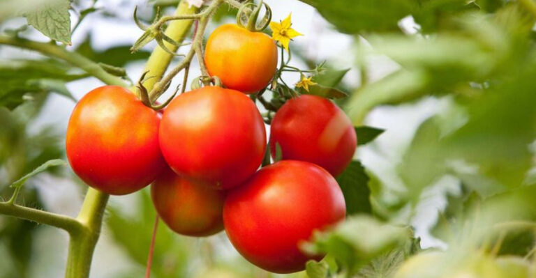7 Costly Tomato Planting Mistakes You Must Avoid for a Bumper Harvest!