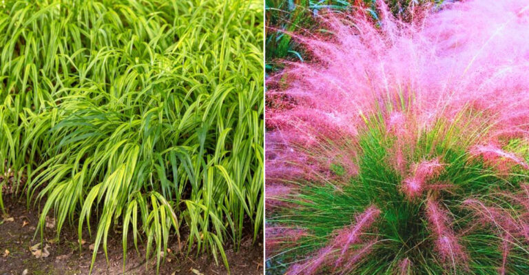 7 Ornamental Grasses That Make Zinnias Pop—And Keep Pollinators Coming Back