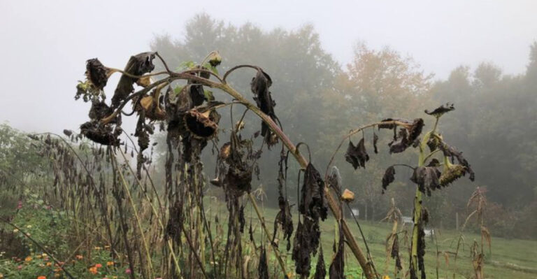 7 Reasons You Should Never Leave Dead Plants in Your Garden, According to Experts