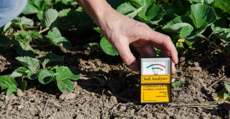 7 Reasons You Should Start Using Acidic Fertilizer on Your Bushes Right Now
